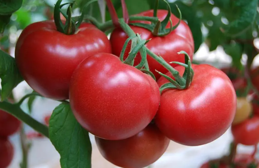 夏季适合种什么蔬菜