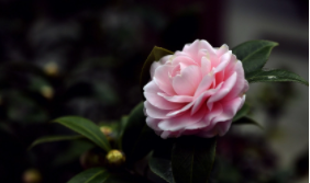 促进茶花开花施什么肥好？