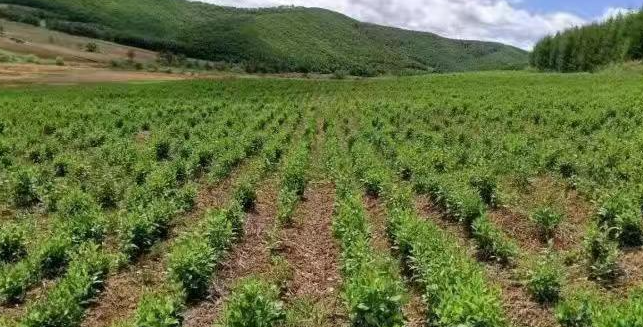 黑龙江适合种什么药材