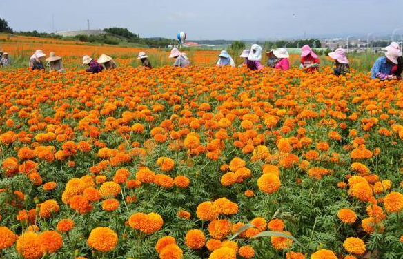 8月适合种什么