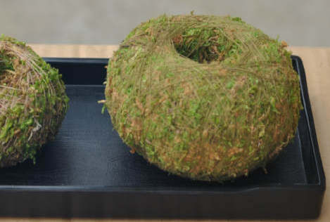 苔藓球花盆适合种什么
