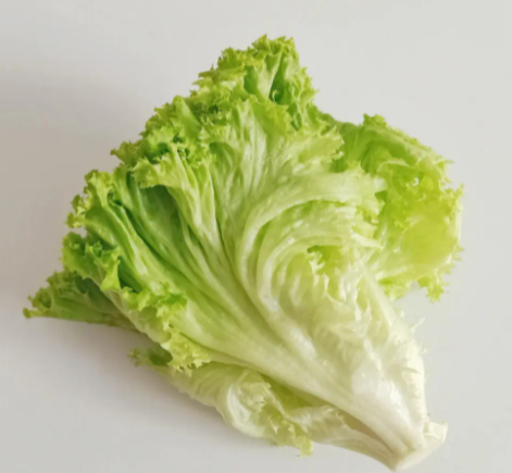 丹东现在适合种什么菜苗