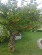 石榴树适合在什么地方生长？