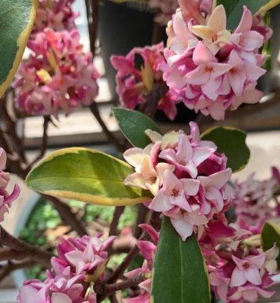 金边瑞香花怎么养护