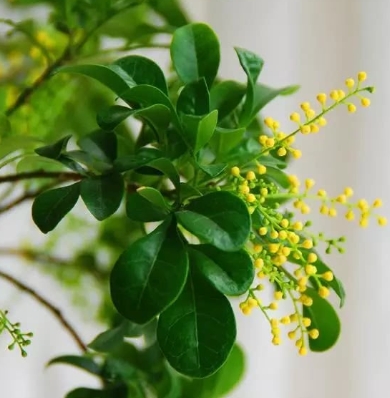 米兰花能不能暴晒