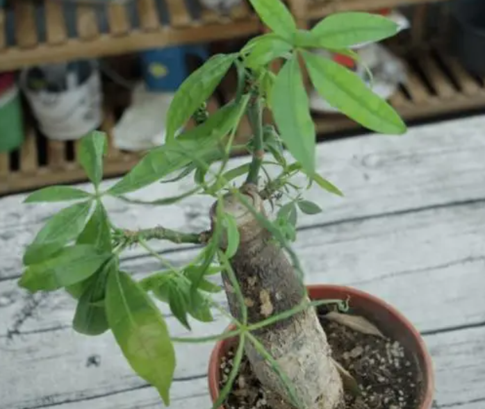 发财树要怎么修剪才长得好