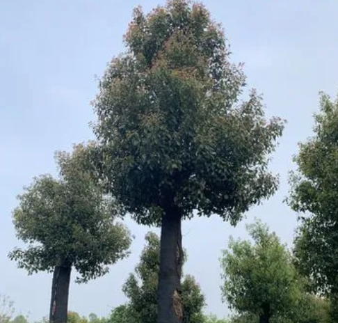 香樟树几月份移栽好成活