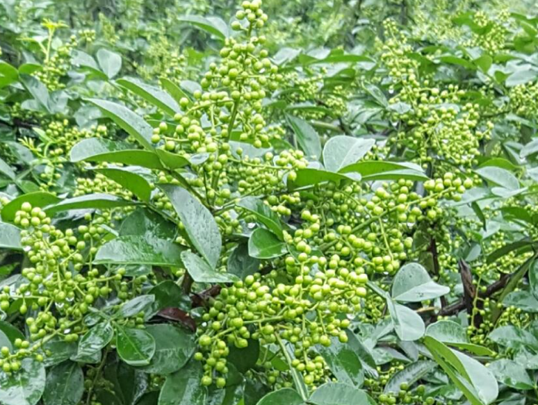 花椒的繁育与栽培技术