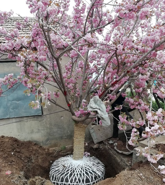 樱花树移栽的注意事项