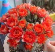 绯花玉浇水需要浇透吗？