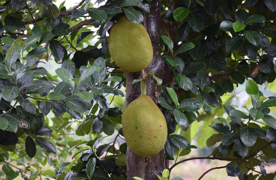菠萝蜜长在树上哪个部位