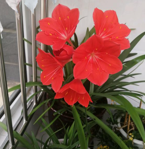 紫根兰养几年才能开花