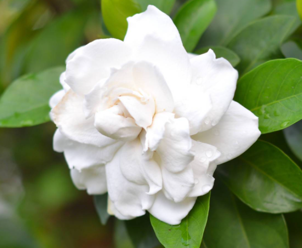 栀子花可以半土半水养吗