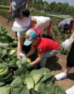 端午前后适合种什么蔬菜？