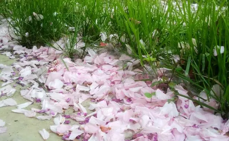 用掉落的花瓣做手工