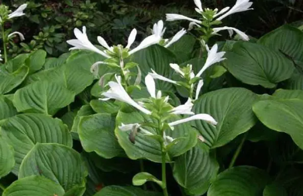 玉簪花怎样养护和管理