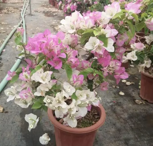 口红三角梅的开花时间