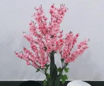 室内如何养桃花