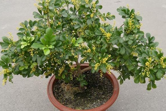 米兰花夏天可以修剪吗