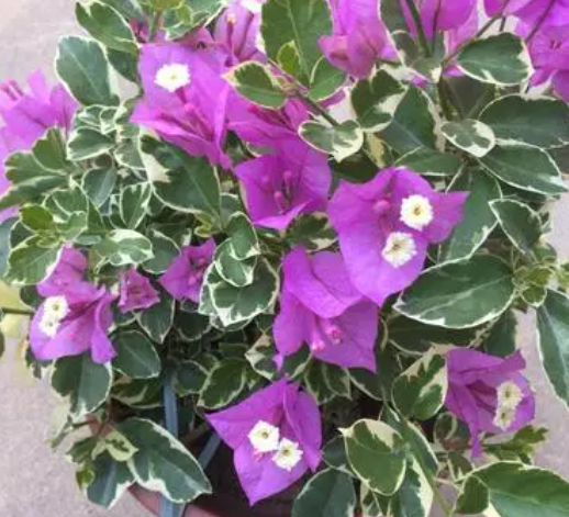 紫色三角梅配什么颜色花盆