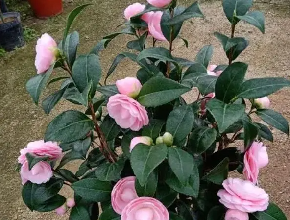 茶花秋天可以移栽吗