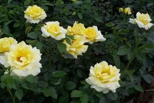 月季花风水上有忌讳吗