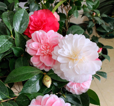 茶花生长快吗