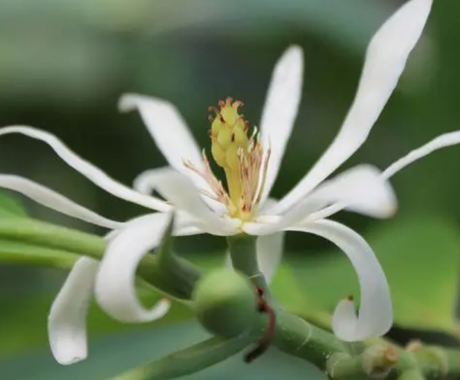 白兰花移盆后掉叶子怎么办