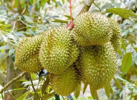 榴莲树的种植方法是什么呢