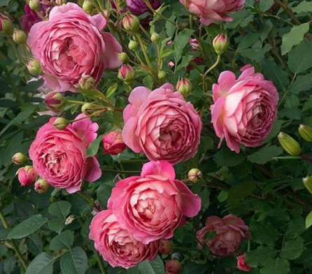 月季播种到开花多久
