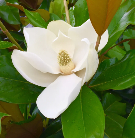 玉兰花有几种