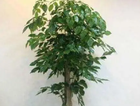 真正的幸福树是哪一种