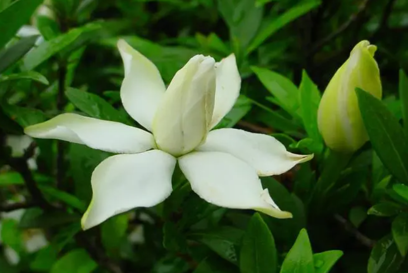 栀子花要多大的花盆