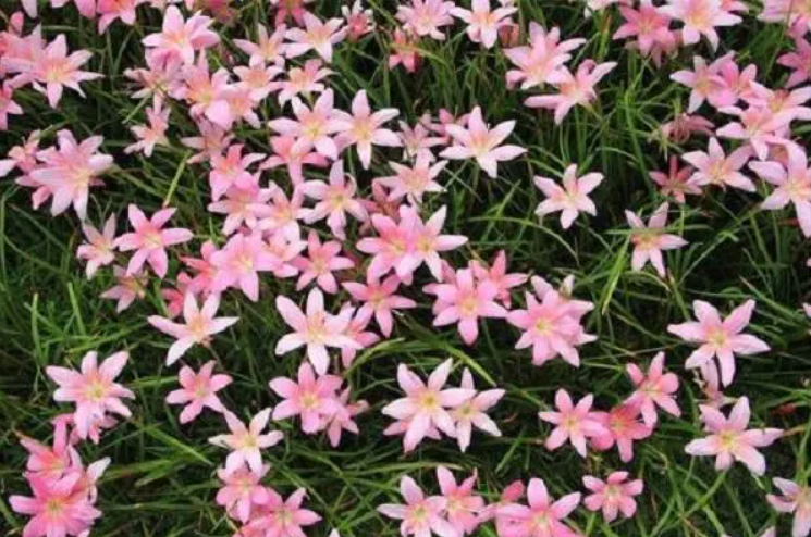 韭菜兰花的繁殖方法