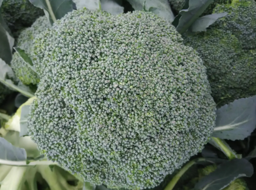 湖南西兰花什么时候播种