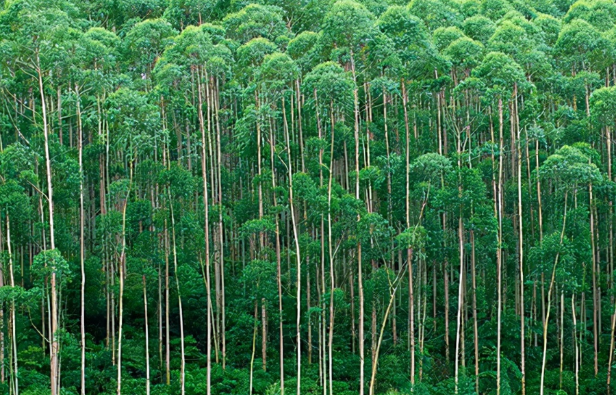 桉树怎样种植长得快
