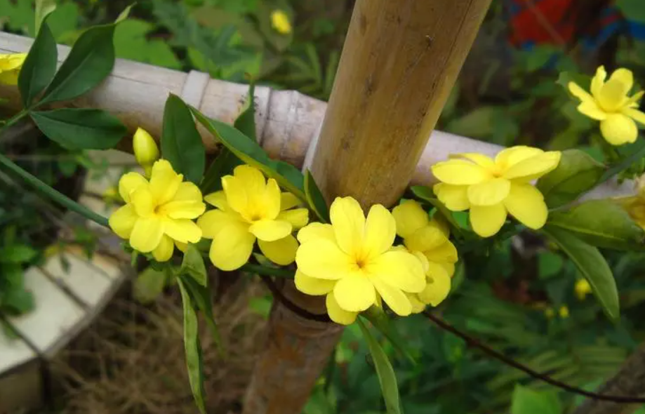 迎春花施肥磷酸二氢钾的时间