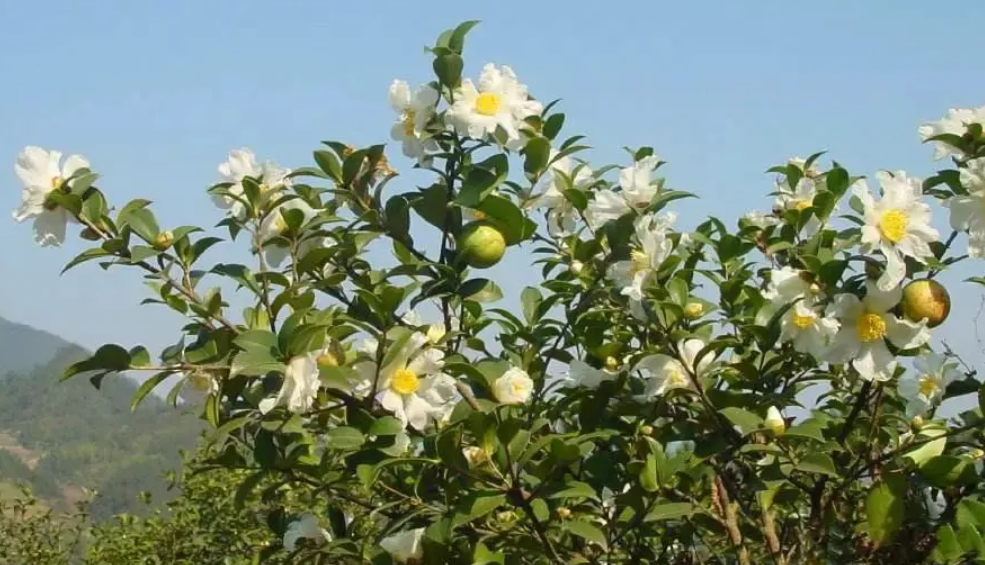 种植山茶油树前景如何