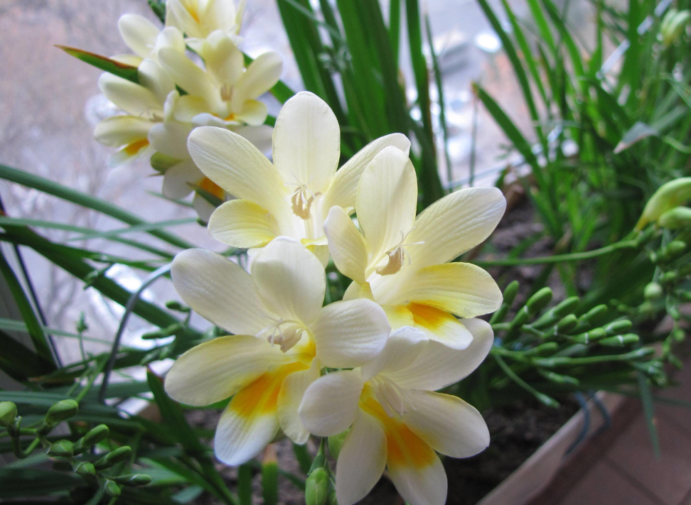 香雪兰花适合室内养吗