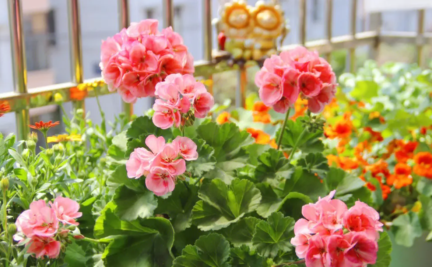 天竺葵皇冠勤花吗