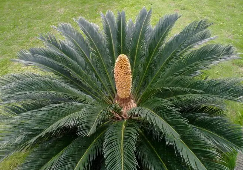 铁树啥时候可以修剪