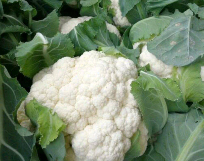 种菜花用什么底肥