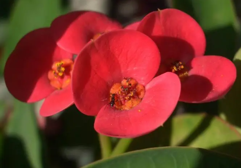 虎刺梅花养殖方法