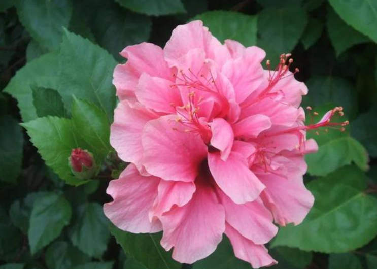 木槿花也叫死人花吗