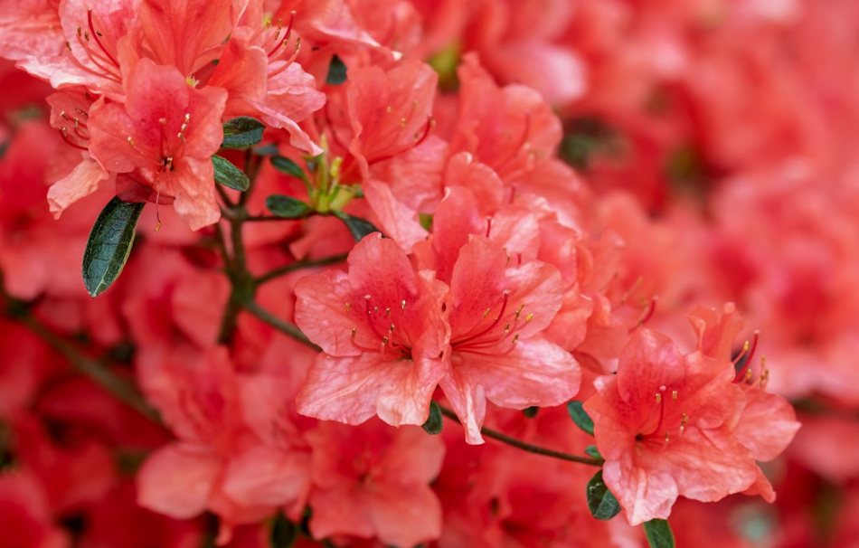 杜鹃花用什么土栽培好