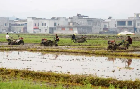 为什么种水稻要翻田？