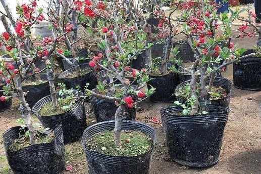 小叶海棠怎么养才开花？