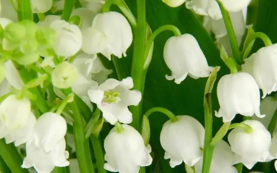 铃兰花花语代表什么含义？