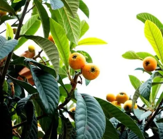 枇杷疏花疏果及矮化