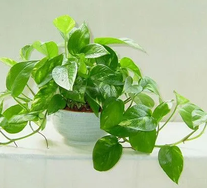 种植绿萝的技巧有哪些？
